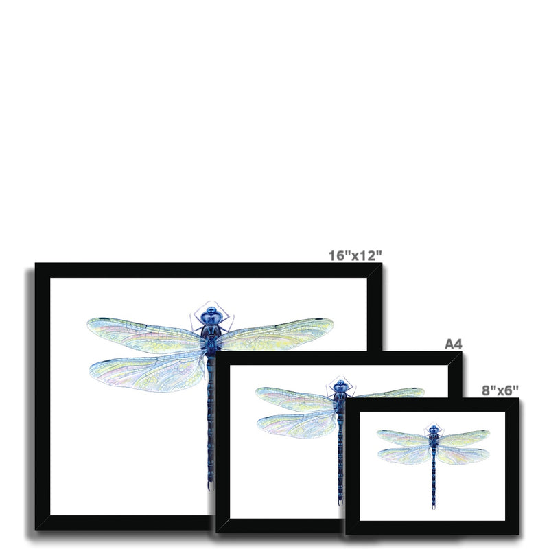 Spatterdock Darner Dragonfly Framed Print