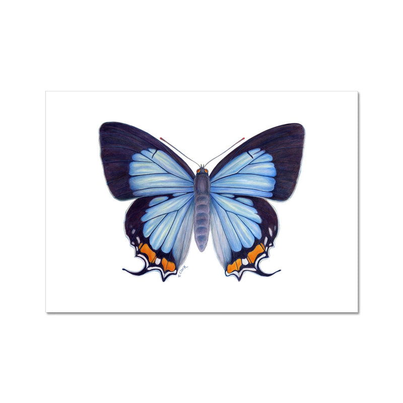 Imperial Blue Butterfly Fine Art Print