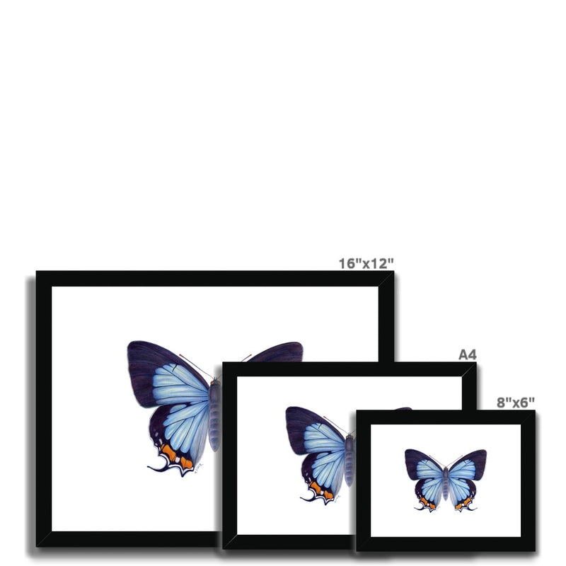 Imperial Blue Butterfly Framed & Mounted Print