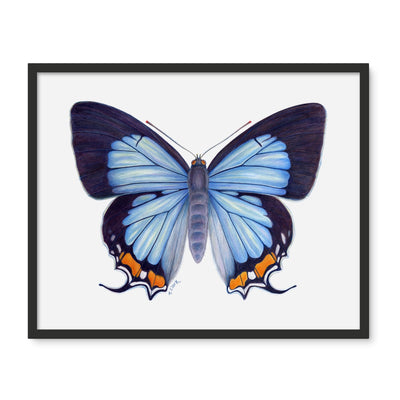 Imperial Blue Butterfly Framed Photo Tile