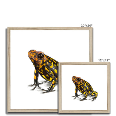 Harlequin poison frog Framed Print