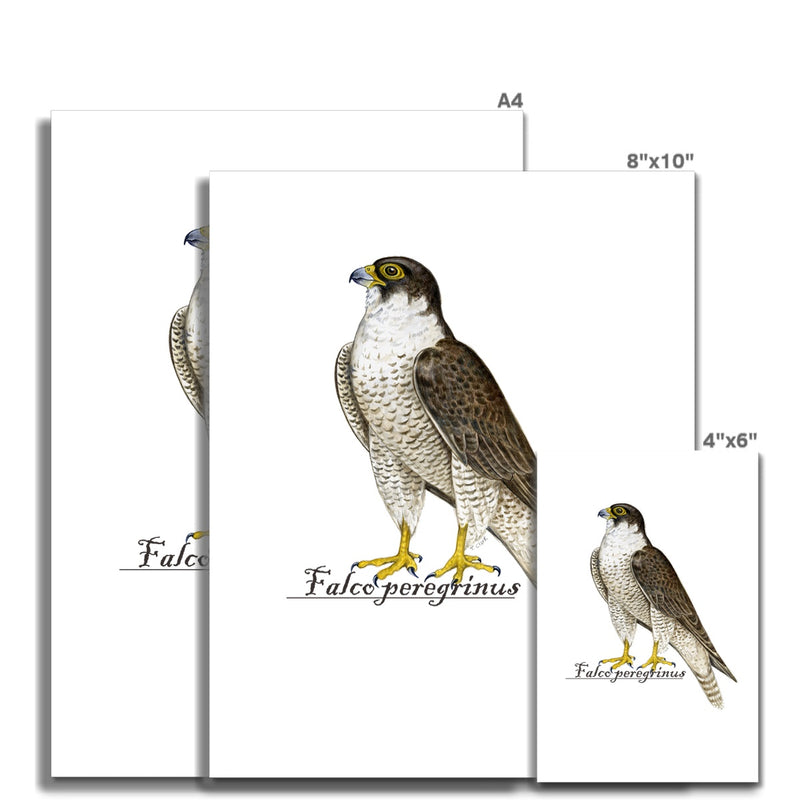 Peregrine Falcon Hahnemühle Photo Rag Print