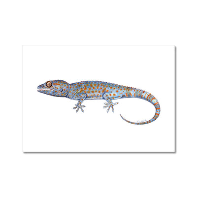 Tokay Gecko Hahnemühle Photo Rag Print
