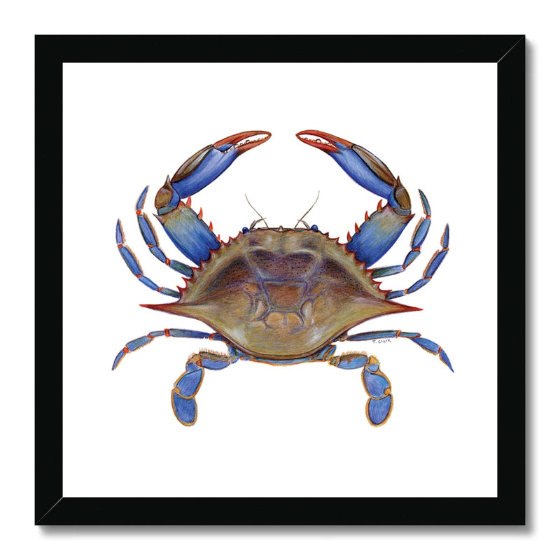 Blue Crab Framed Print