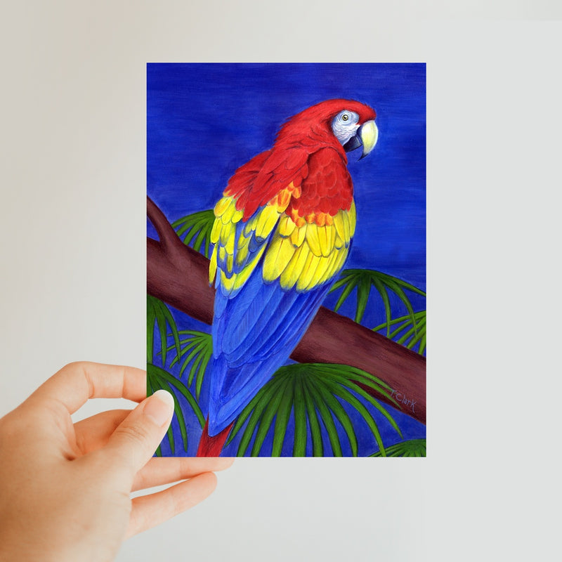Scarlet Red Macaw Classic Postcard